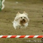 Spud jumping 2013
