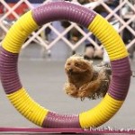 Gizzy Flying through the Tire