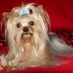 Spud Valentine red 14