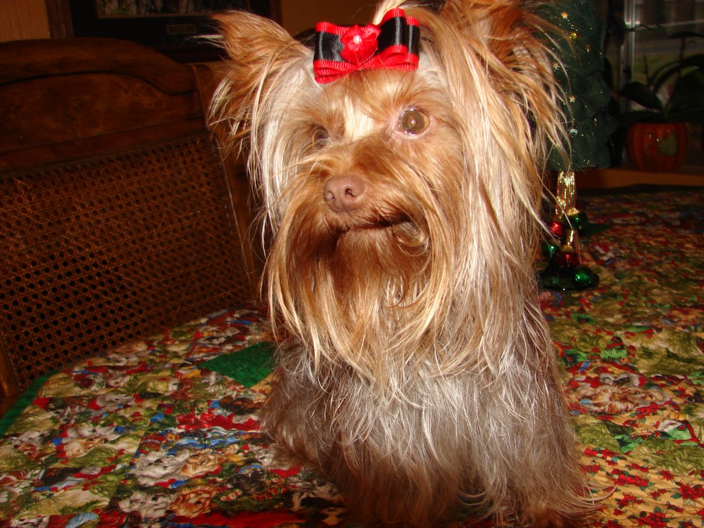 Kio getting ready for Chriatmas