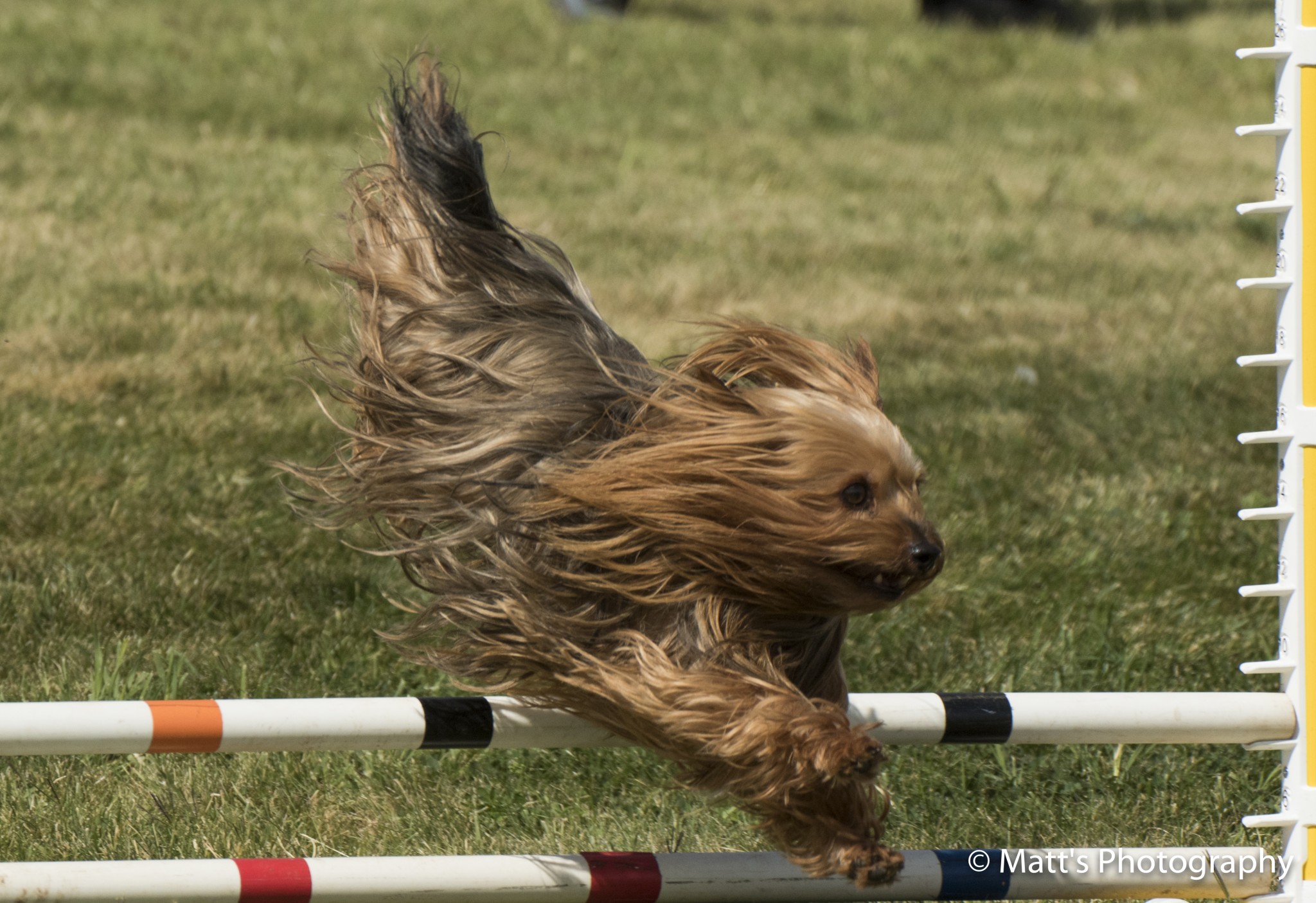 yorkie agility