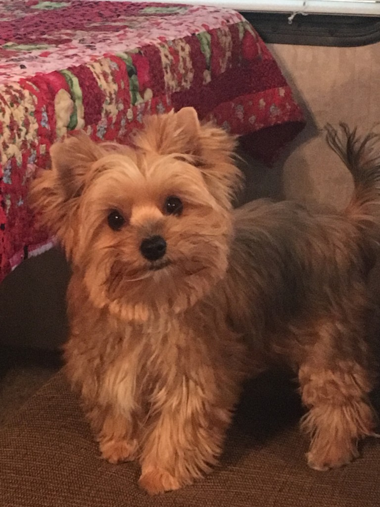 Yorkies in Washington Sport Yorkies