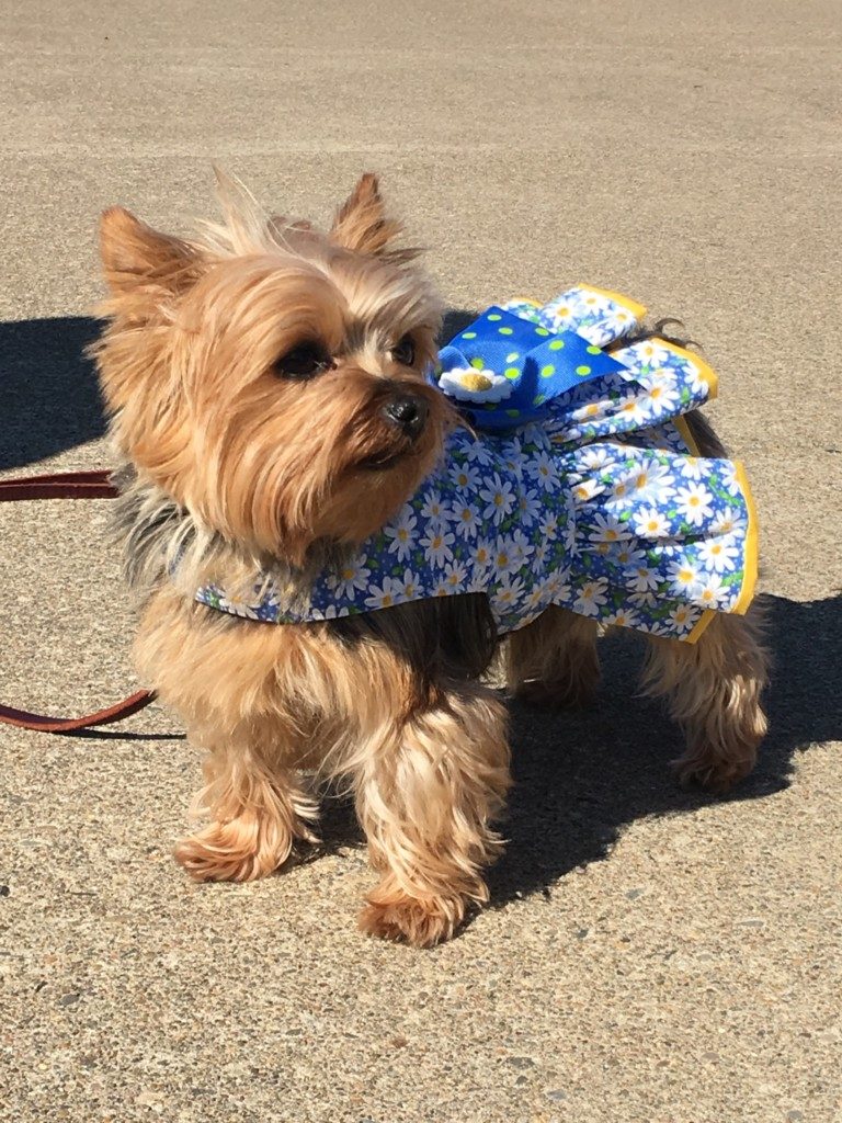 Sport Yorkies | Agility Training for Yorkshire Terriers