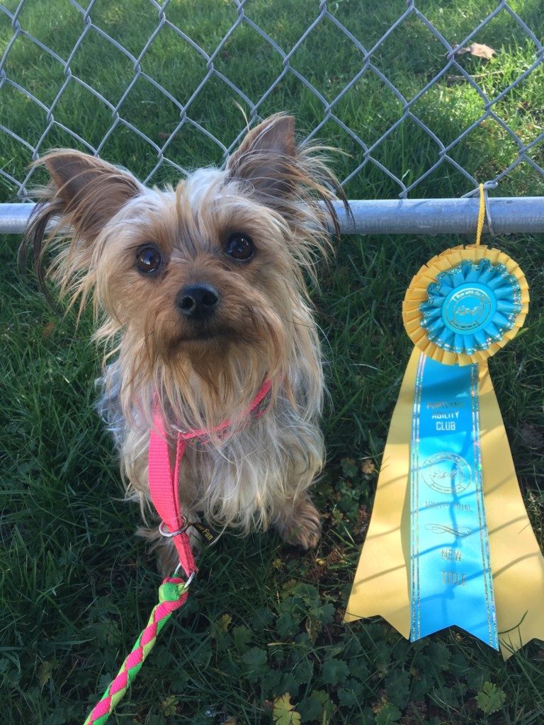 Sport Yorkies Agility Training for Yorkshire Terriers