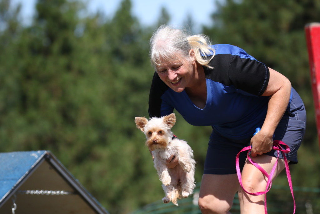 yorkie agility